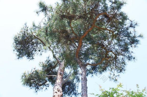 日本人红色的<strong>松树</strong>松果体：同pinealbody密度米草树和吠叫