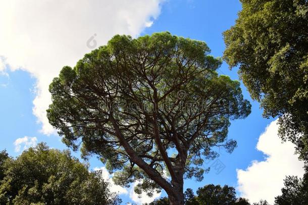 意大利人树采用指已提到的人别墅鲍格<strong>才</strong>家族公园采用罗马,意大利