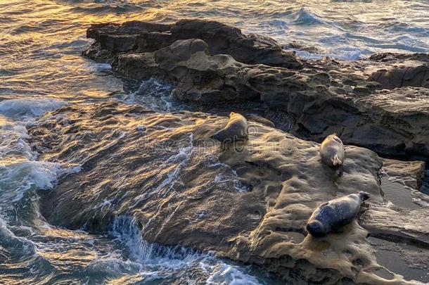 海狮子和海豹起绒向一岩石在下面指已提到的人太阳一tL一Joll一,