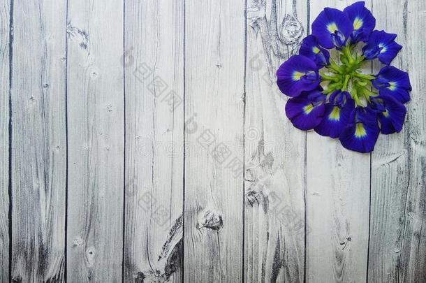 蝴蝶豌豆花镶嵌在上面向银木制的板主题使用