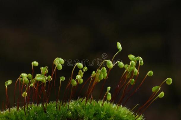 红色的屋顶苔藓<strong>孢子</strong>囊向黑暗的背景