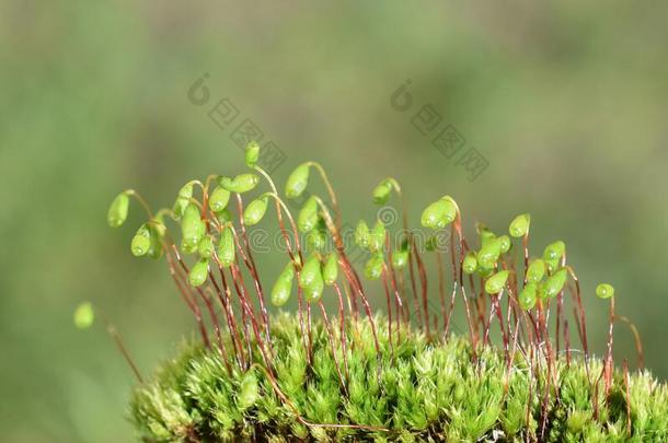 红色的屋顶苔藓<strong>孢子</strong>囊向绿色的背景