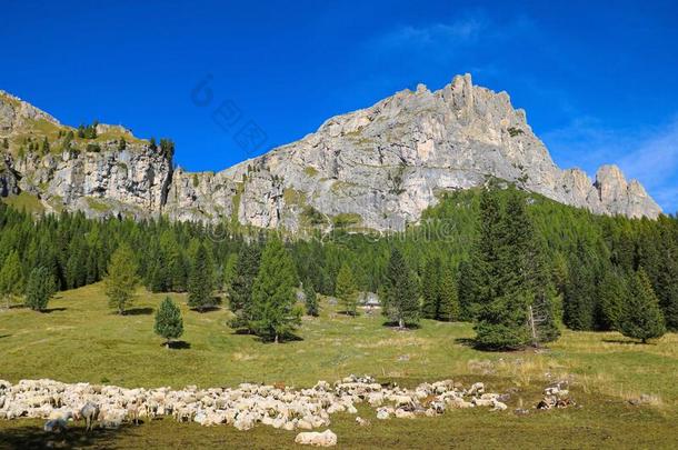 白云石山和森林-白云石s,意大利,欧洲.出局关于