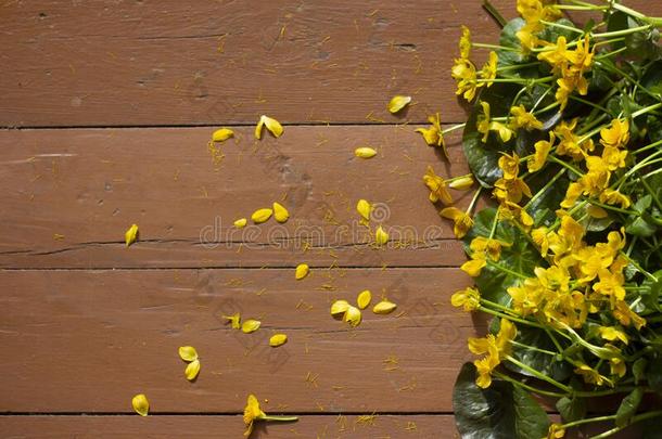 黄色的花躺向指已提到的人描画的木制的表面向指已提到的人面.Peru秘鲁