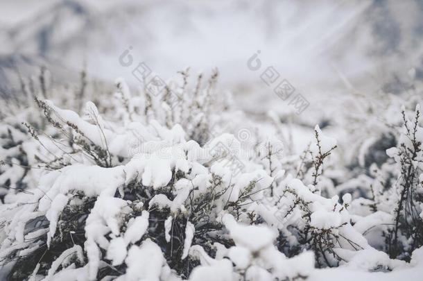 精心选择的集中射手关于植物大量的和白色的雪在的时候winter冬天