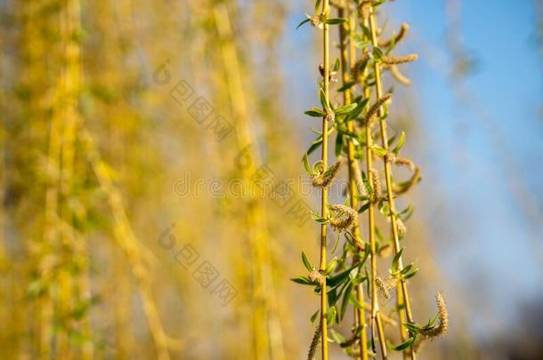 软的集中关于长的竹子-喜欢植物和树叶和花将军