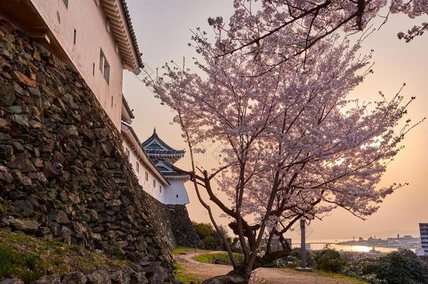 和歌山城堡在的时候樱桃-花<strong>樱花季</strong>节,黑色亮漆