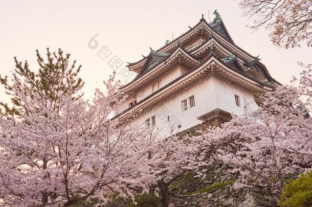 和歌山城堡在的时候樱桃-花樱花季节,黑色亮漆