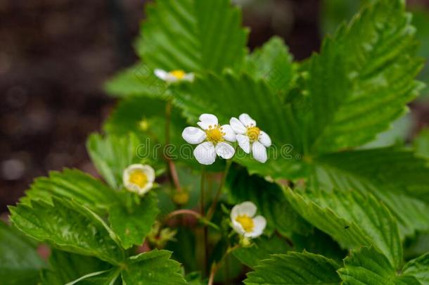 春季花关于野生的草莓植物采用森林