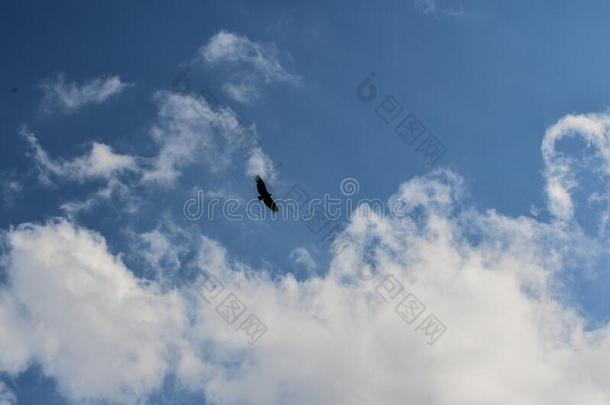 低的角射手关于一鸟飞行的在下面一be一utiful多云的天