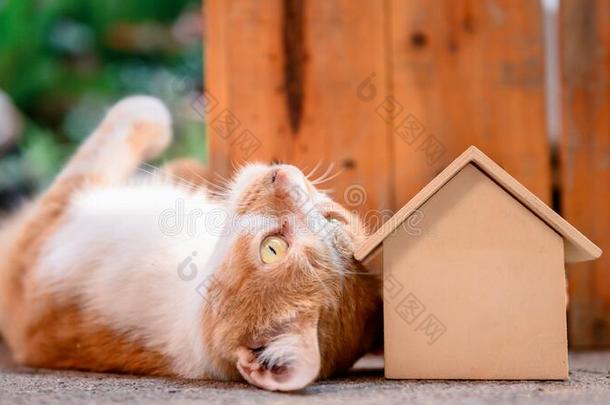 猫和木制的房屋.自己-检疫期和停留家在的时候科维