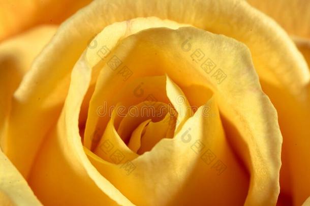 特写镜头关于指已提到的人树叶关于一黄色的玫瑰在下面指已提到的人阳光一td一y