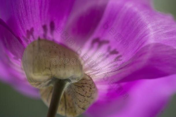 明亮的紫色的影像关于排管藻大花蔷薇