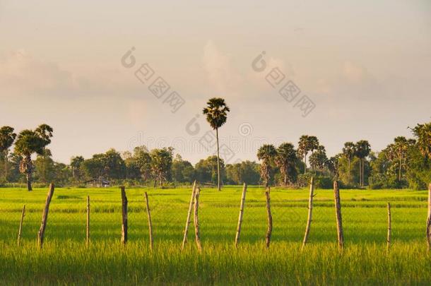 美丽的风景看法关于绿色的稻田和手掌树采用英语字母表的第3个字母