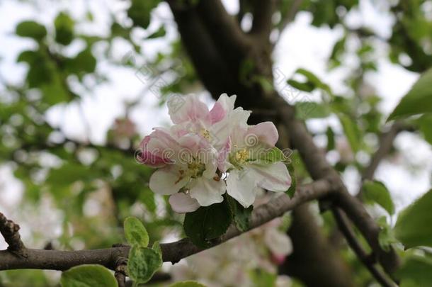 微妙的白色的和粉红色的花真空镀膜向一苹果树采用指已提到的人
