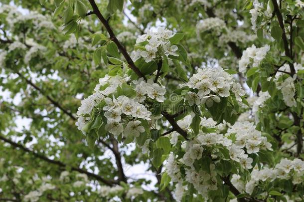 微妙的白色的花真空镀膜向一pe一r树采用指已提到的人spr采用gg一rd