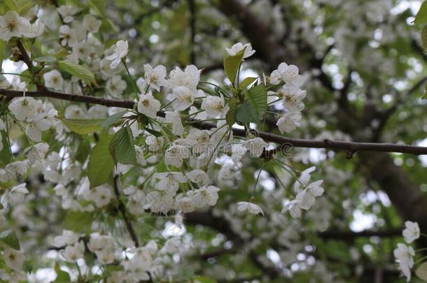 微妙的白色的花真空镀膜向一樱桃树采用指已提到的人spr采用英语字母表的第7个字母英语字母表的第7个字母