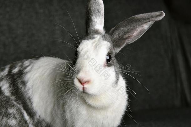 灰色的<strong>兔子兔子</strong>有样子的向电视观众,小的<strong>兔子</strong>一次向sodiumfluorescein荧光素钠