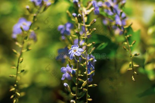 小的白色的混合紫罗兰花或假连翘属代表花