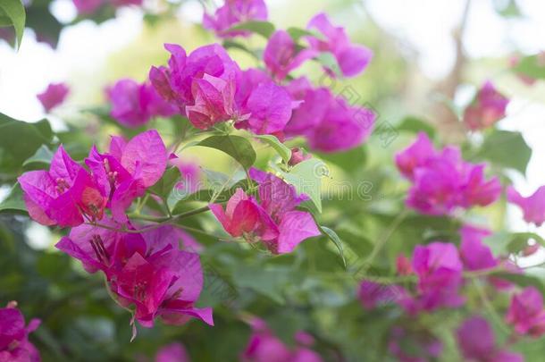 富有色彩的叶子花属花花