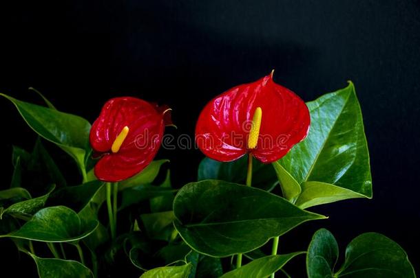 开花植物:红色的花烛属植物也大家知道的同样地指已提到的人红鹳花