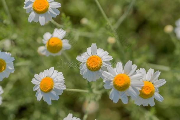 花.<strong>甘</strong>菊.花ing<strong>甘</strong>菊田,<strong>甘菊花</strong>向