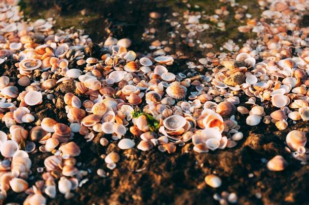贝壳向地中海的海向沙.许多桔子贝壳.