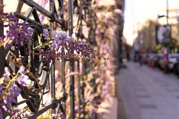 柴藤紫罗兰紫色的花向都市的城市大街绞死向我