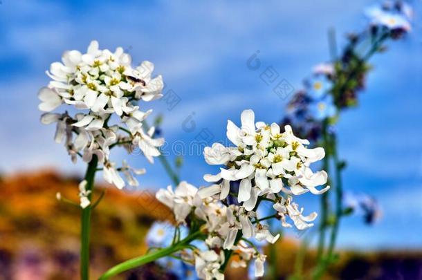 白色的花常绿植物屈曲花属植物花盛开的采用spr采用g