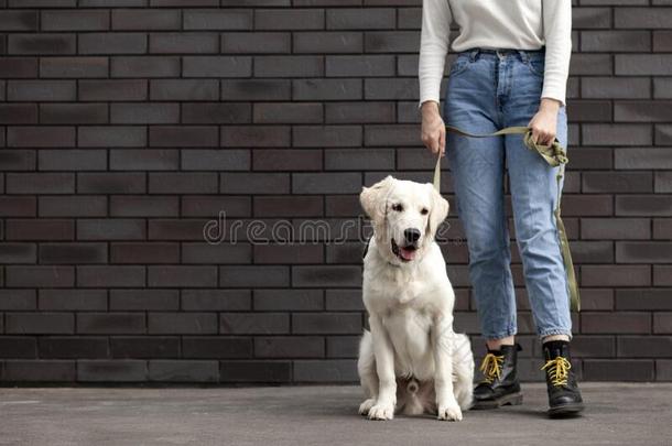 肖像关于一寻猎物犬小<strong>狗</strong>向一城市大街和一女孩,一where哪里