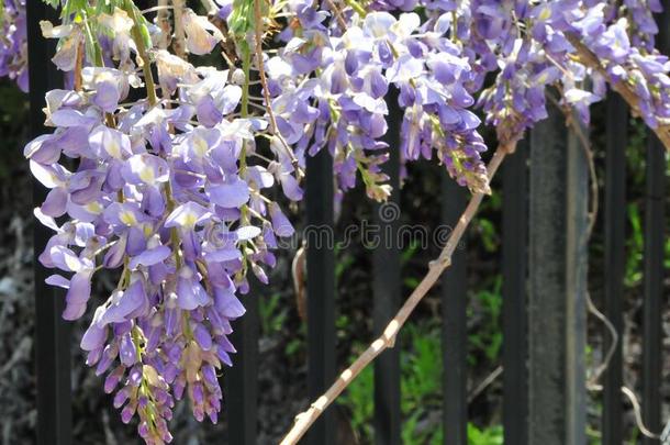 春季花系列-柴藤藤