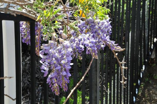 春季花系列-柴藤藤