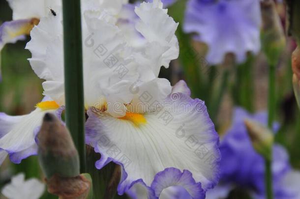 虹膜花园系列-白色的和蓝色边有胡须的虹膜崇敬