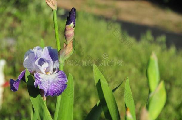 虹膜花园系列-蓝色有胡须的虹膜制造时间