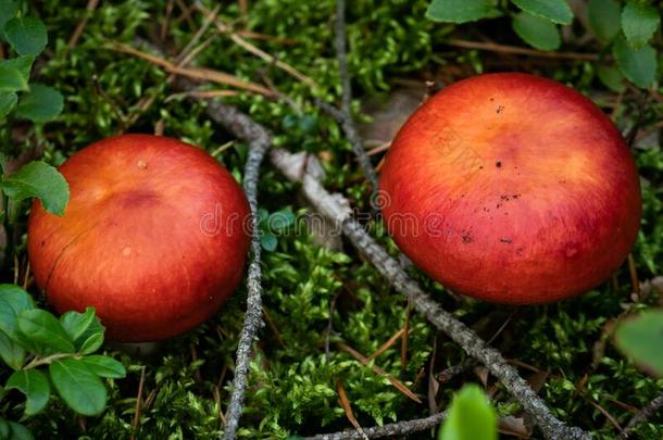 两个小的红色的毒菌蘑菇.精心选择的集中