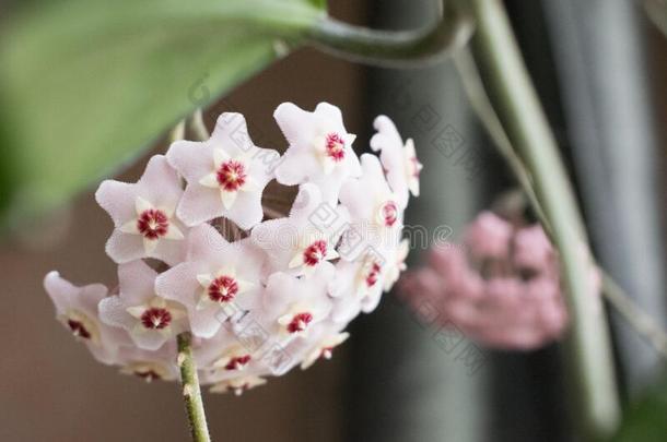 关-在上面详述照片关于花蜡植物或球兰卡诺萨.哈图尔