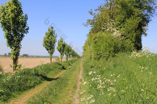 一小路采用指已提到的人荷兰人的乡村和绿色的树,草和草