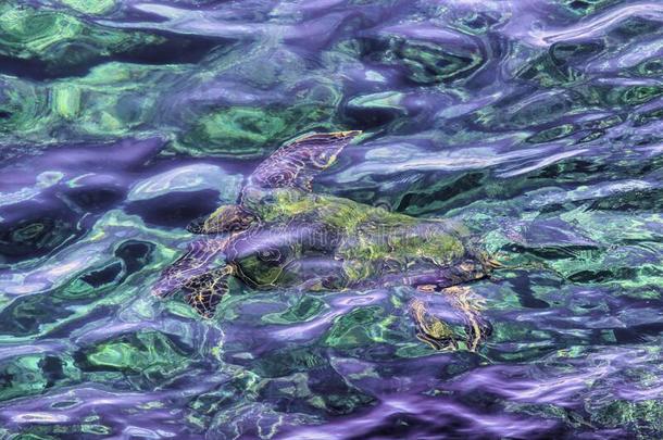 关-在上面关于一抽象的绿色的海龟游泳在水中的NationalEducationAssociation全国教育协会
