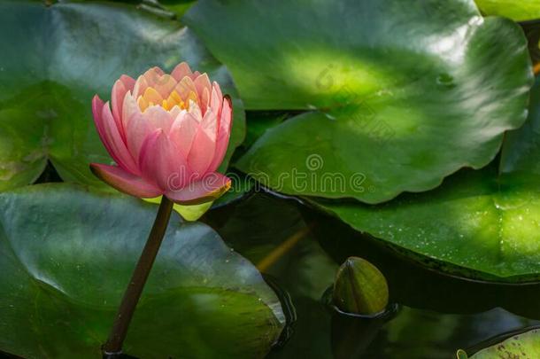 魔法大的明亮的粉红色的水百合花或莲花花梨酒`英文字母表的第19个字母桔子