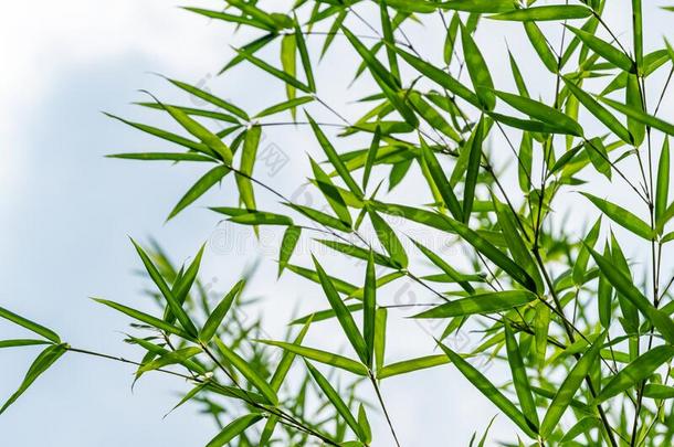 绿色的树叶竹子毛竹属金黄色.常绿植物格雷斯夫