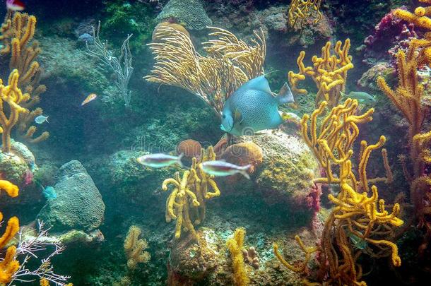 珊瑚礁和它的居民采用一n一tur一lh一bit一t