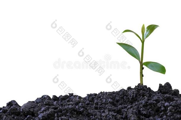 绿色的植物,发芽秧苗发芽生长的从泥土伊索拉