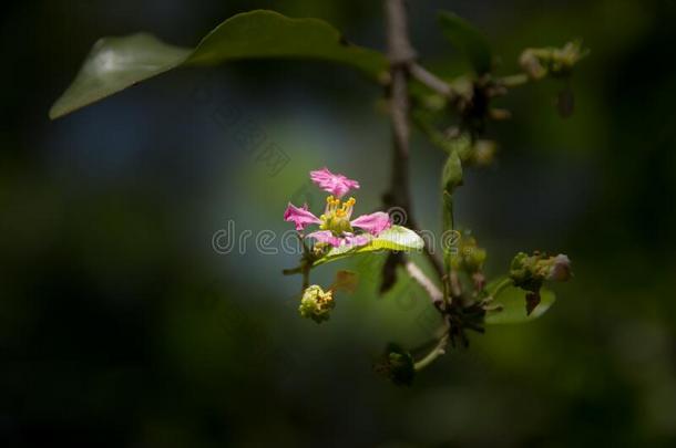 粉红色的花关于巴巴多斯岛或<strong>金虎</strong>尾樱桃花