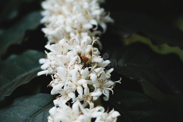 白色的咖啡<strong>豆花</strong>向黑暗的-t向ed咖啡豆树咖啡<strong>豆花</strong>