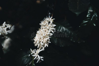 白色的咖啡豆花向黑暗的-t向ed咖啡豆树咖啡豆花图片