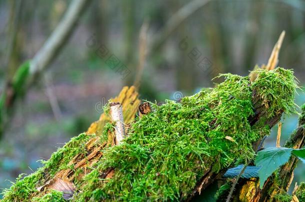苔藓植物苔藓采用指已提到的人森林.