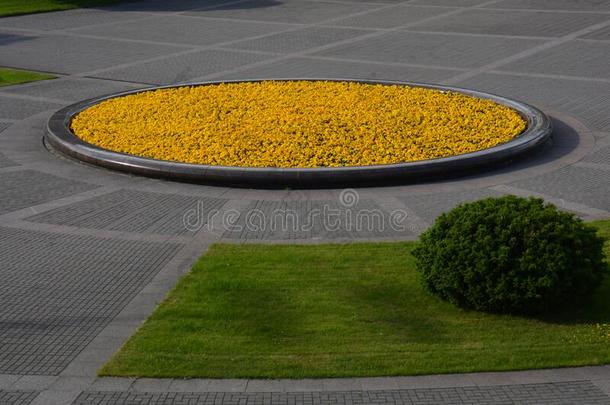 圆花床和黄色的植物采用城市