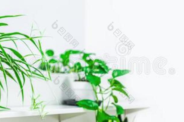 绿色的植物家装饰向白色的背景