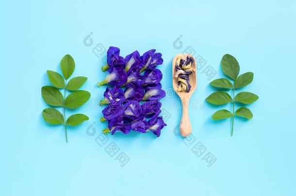 干的干燥的蝴蝶豌豆花和绿色的树叶向蓝色背景