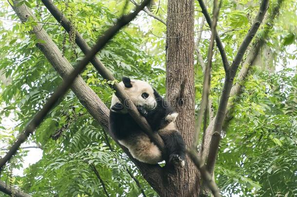 <strong>熊猫吃</strong>1幼苗关于<strong>竹子</strong>.罕见的和快要绝种的黑的和whiteiron白铁